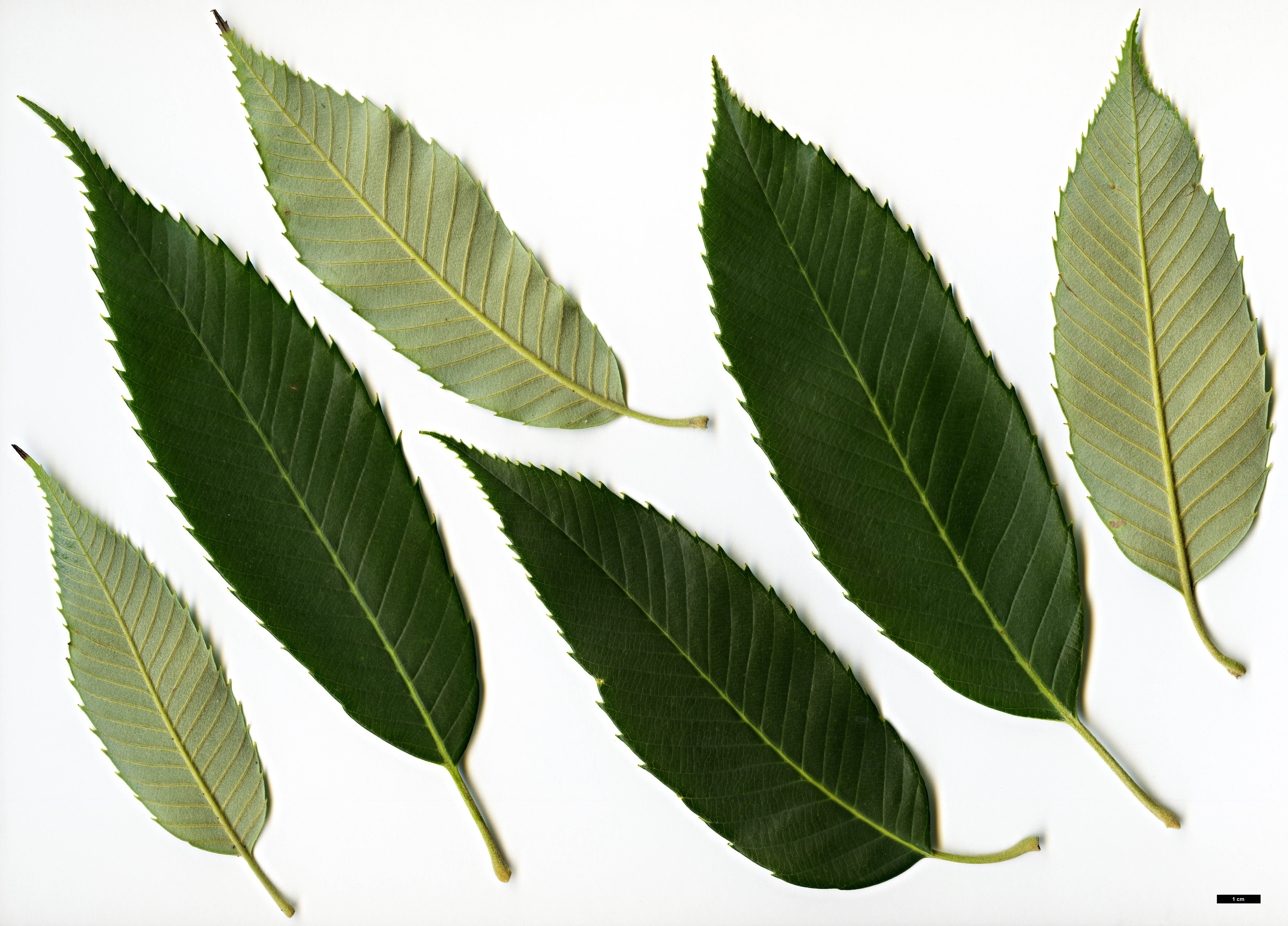 High resolution image: Family: Fagaceae - Genus: Quercus - Taxon: gambleana 